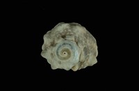 藏品(瘤珠螺)的圖片